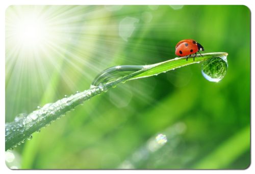 Esperanza EA133 Egérpad, Mintás