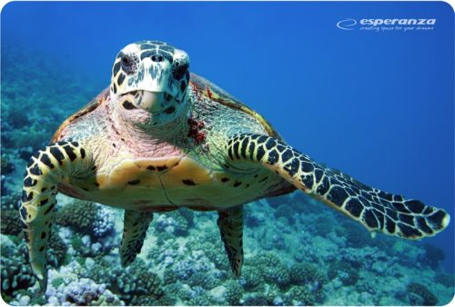 Esperanza EA133 Egérpad, Mintás